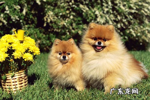 博美吃撑拉肚子,博美吃过多拉肚子吗