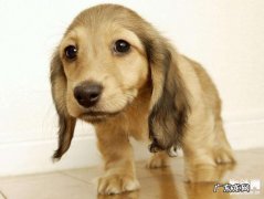 小狗呕吐拉稀怎么办？搞好这三步就能处理！