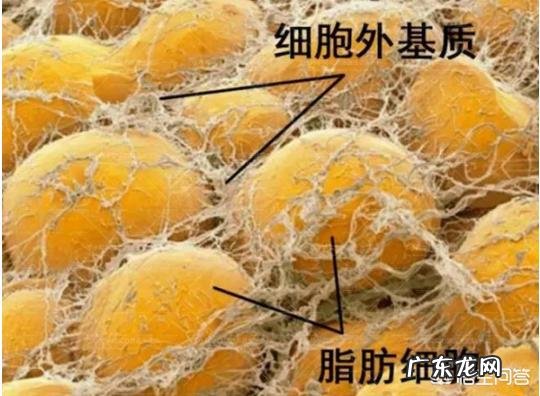 如果用脂肪丰胸存活率有多少有哪些注意事项