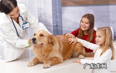狗咳嗽打什么针最有效，狗狗咳嗽情况严重打什么针
