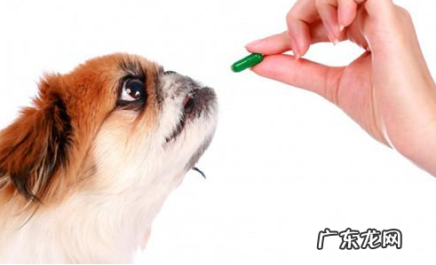 狗咳嗽打什么针最有效，狗狗咳嗽情况严重打什么针