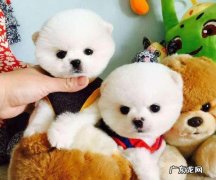 为何预苗会不成功?小狗疫苗接种不成功的三个缘故