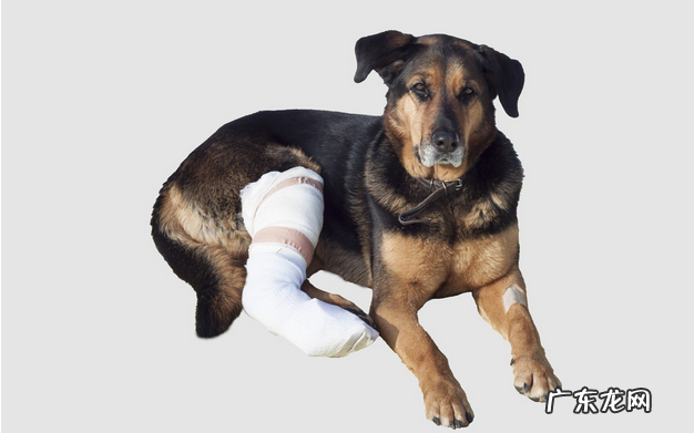 小狗后面一夜突然瘸了