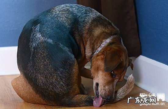 【犬附睾炎症状】小狗急性附睾炎缘故|确诊|防止及治疗方法