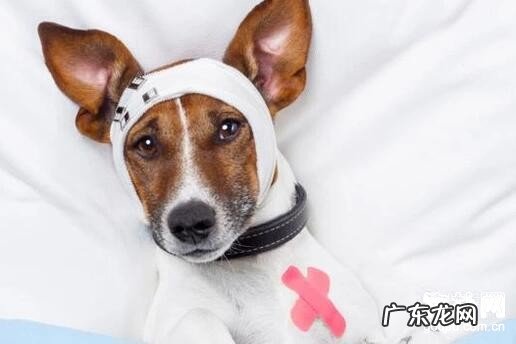 怎么判断狗狗发烧？