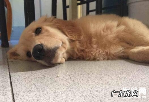 怎么判断狗狗发烧?