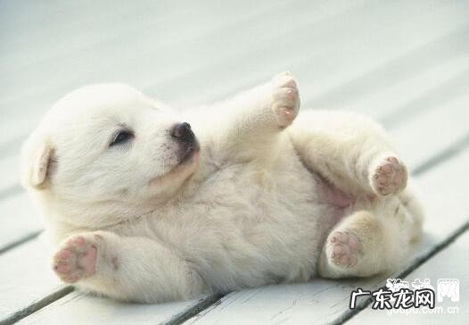 怎么判断狗狗发烧?