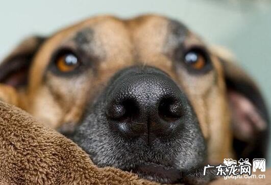 怎么判断狗狗发烧?