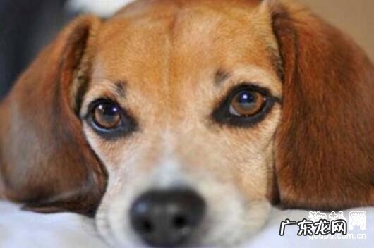 怎么判断狗狗发烧?