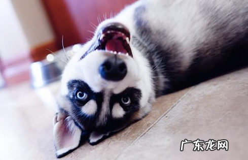 四个月金毛拉肚子恶心干呕,4个大的金毛拉肚子又恶心干呕