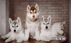 四个月金毛拉肚子恶心干呕，4个大的金毛拉肚子又恶心干呕