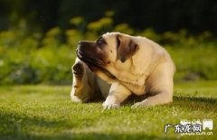 【犬副流感的症状】小狗副流感缘故|确诊|防止及治疗方法