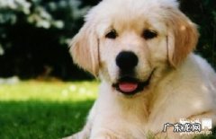 【小狗心包外渗病症】犬心包外渗确诊及治疗方法