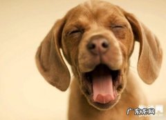 狗狗驱虫药如何吃？吃狗驱虫药要注意什么？