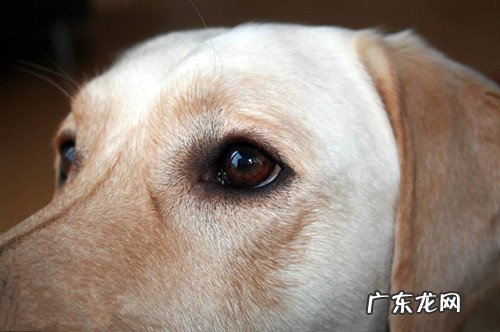 小狗怎样每日很多眼屎多,大狗有眼屎是怎么回事