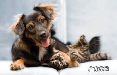 【小狗心丝虫病病症】犬心丝虫病确诊及治疗方法