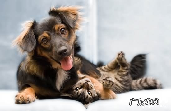 【小狗心丝虫病病症】犬心丝虫病确诊及治疗方法