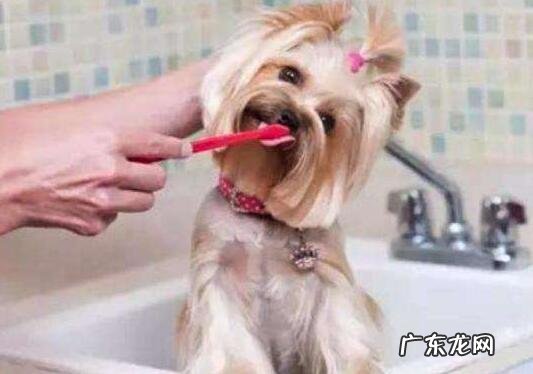小狗有口臭怎么办,医治狗狗口臭的方式