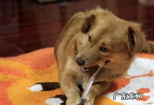 小狗有口臭怎么办,医治狗狗口臭的方式