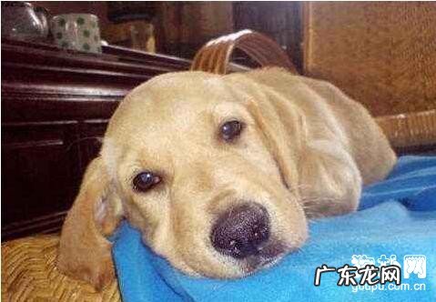 小狗常见的疾病，小狗最普遍的十大类病症详细介绍