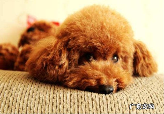 小狗风湿病如何治疗,氨糖骨节健填补骨节营养成分有助于改进