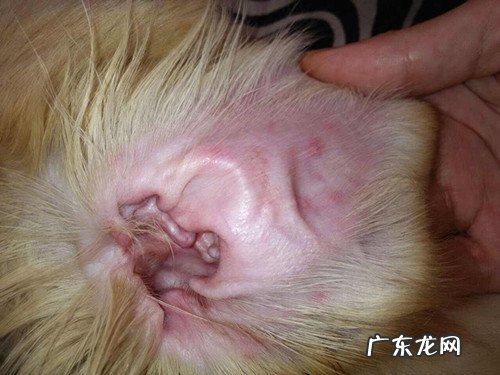 比熊耳螨怎么治疗,狗狗耳螨怎样彻底治疗