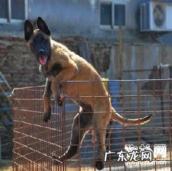 【犬耳轮病症】小狗耳轮病症缘故|确诊|防止及治疗方法