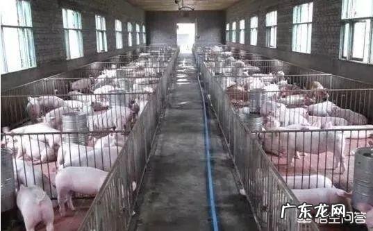 养猪过程中要如何合理的分群和并群?