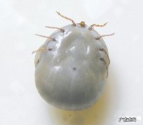 用什么方法能够 合理除去蜱虫？