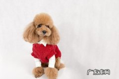 小泰迪好长时间都是腹泻，为什么小泰迪会长久性拉肚子