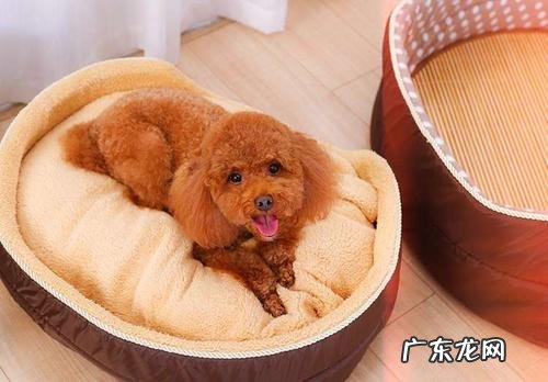 小泰迪好长时间都是腹泻,为什么小泰迪会长久性拉肚子