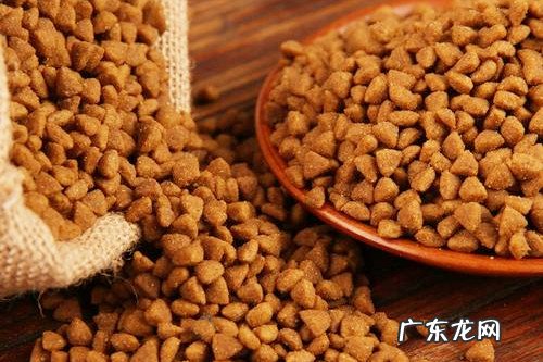 小泰迪好长时间都是腹泻,为什么小泰迪会长久性拉肚子