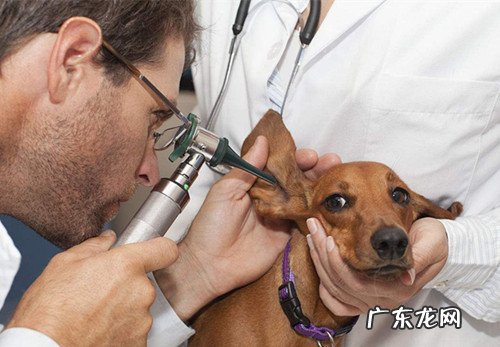 小狗耳朵里有深褐色很臭是耳螨吗