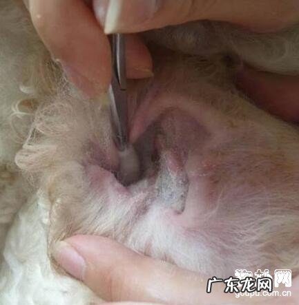 【犬耳痒螨病症】小狗耳痒螨缘故|确诊|防止及治疗方法