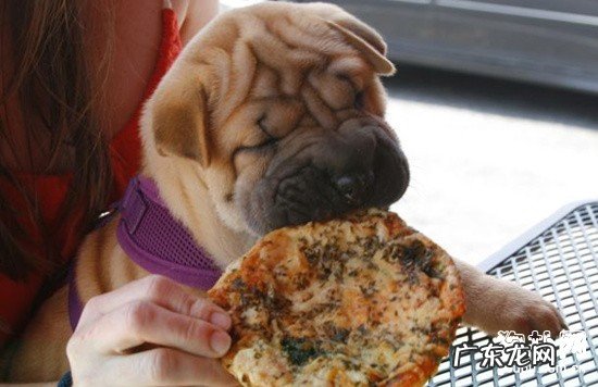 【犬二尖瓣生长发育出现异常病症】缘故|确诊|防止及治疗方法