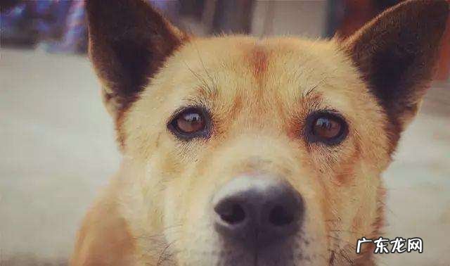 小狗发觉有狗瘟还能救吗？