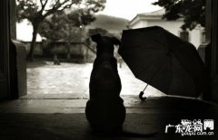 【犬肺脏流血病症】小狗肺脏流血缘故|确诊|防止及治疗方法