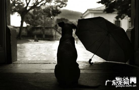 【犬肺脏流血病症】小狗肺脏流血缘故|确诊|防止及治疗方法