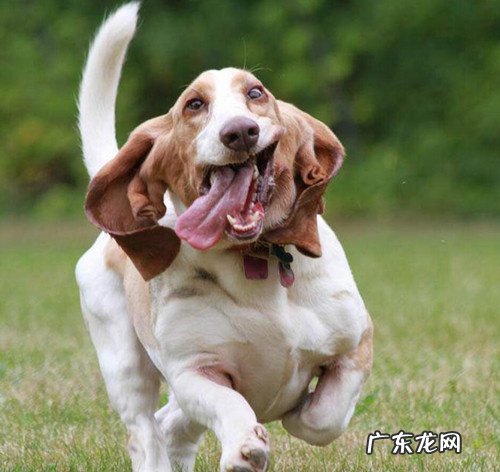 狗狗便秘，多喂它水喝就可以了？掌握导致的原因才算作最重要的