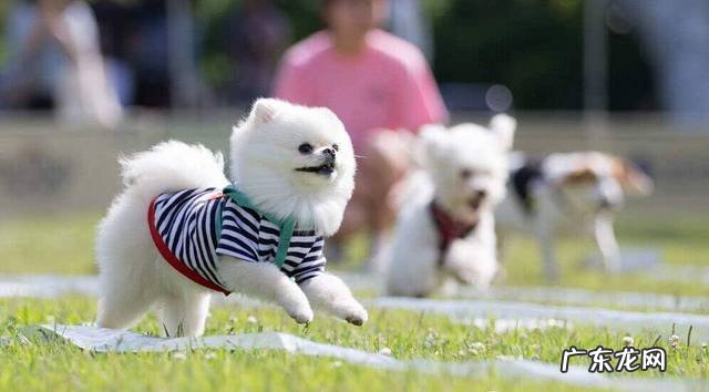 狗狗便秘,多喂它水喝就可以了?掌握导致的原因才算作最重要的