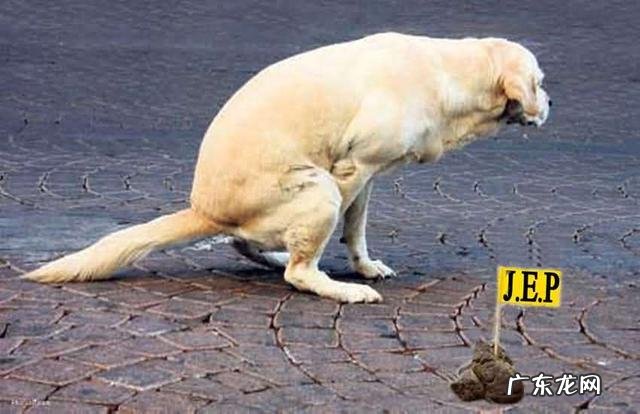 狗狗便秘，多喂它水喝就可以了？掌握导致的原因才算作最重要的