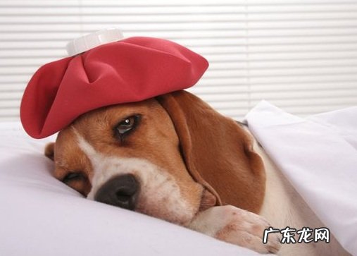 狗狗拉稀呕吐怎么办?