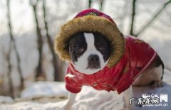 【犬低血糖症病症】小狗低血糖症缘故|确诊|防止及治疗方法