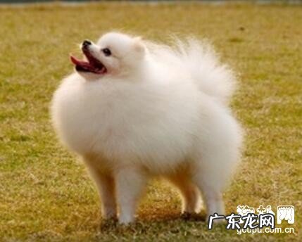 博美犬恶心呕吐了要该怎么办