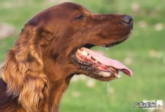 狗狗牙结石怎么清除