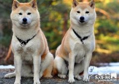 犬漫性风湿病与类风湿关节炎之确诊照料方式