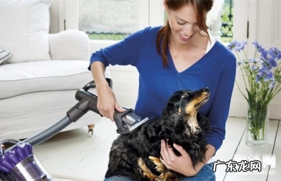 【犬癫痫病症】狗狗癫痫缘故|确诊|防止及治疗方法