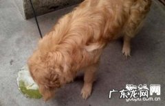 狗狗吐黄水的缘故及其治疗方法