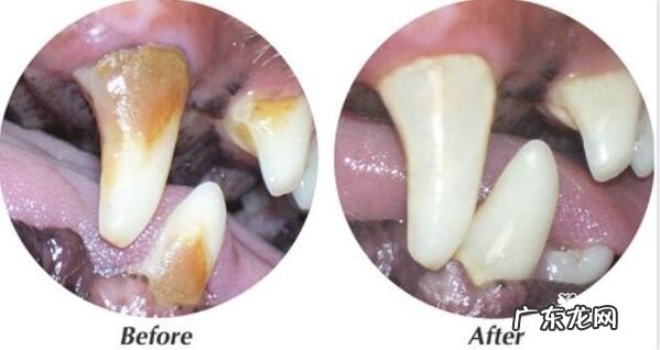 小狗牙周炎的缘故