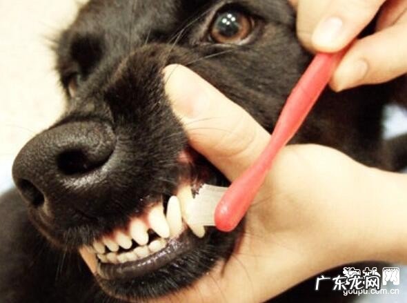 小狗牙周炎的缘故
